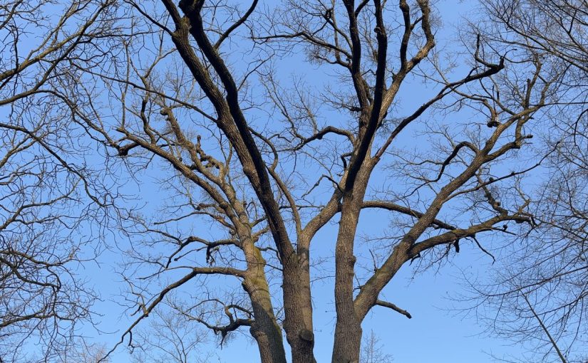 Baia Mare în alergare?