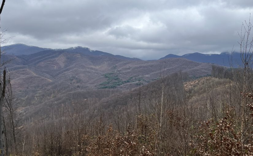 Iubesc să alerg pe potecile din pădure
